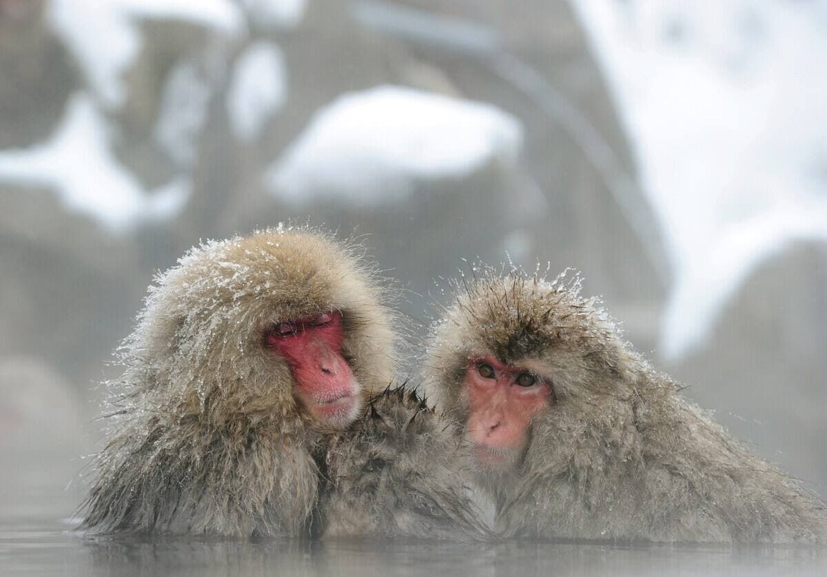 Des macaques japonais qui se baignent dans une source d'eau chaude.