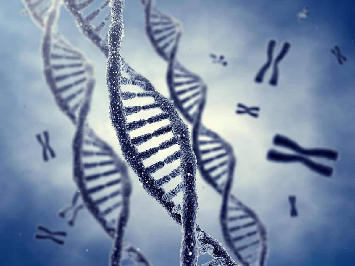 Un ADN normal fait de molécules et de chromosomes.