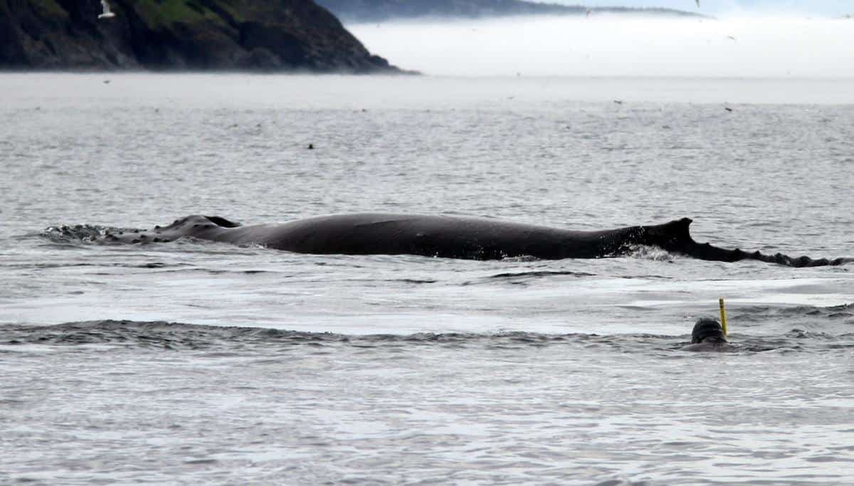 PHOTO COURTOISIE/OCEAN QUEST