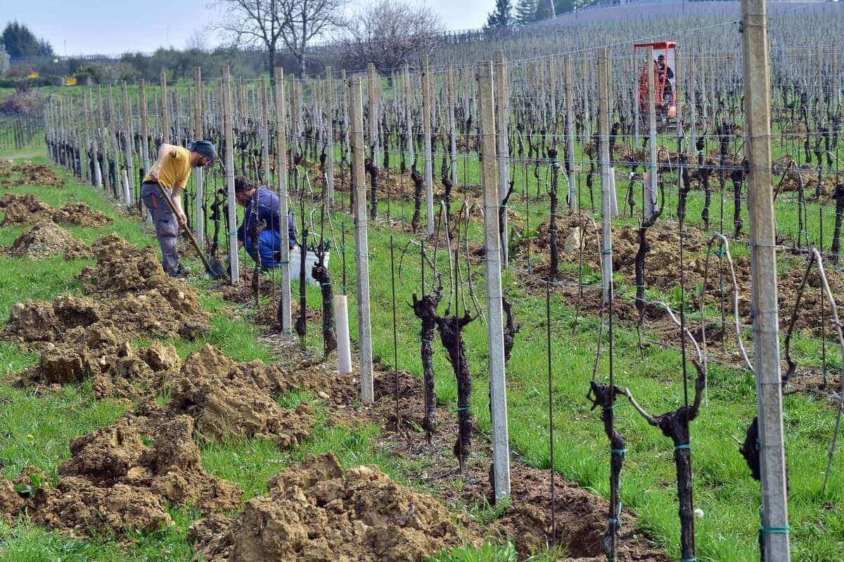 Pour chaque bouteille de prosecco, les chercheurs estiment que 4,4 kilos de terre sont perdus par l’érosion.