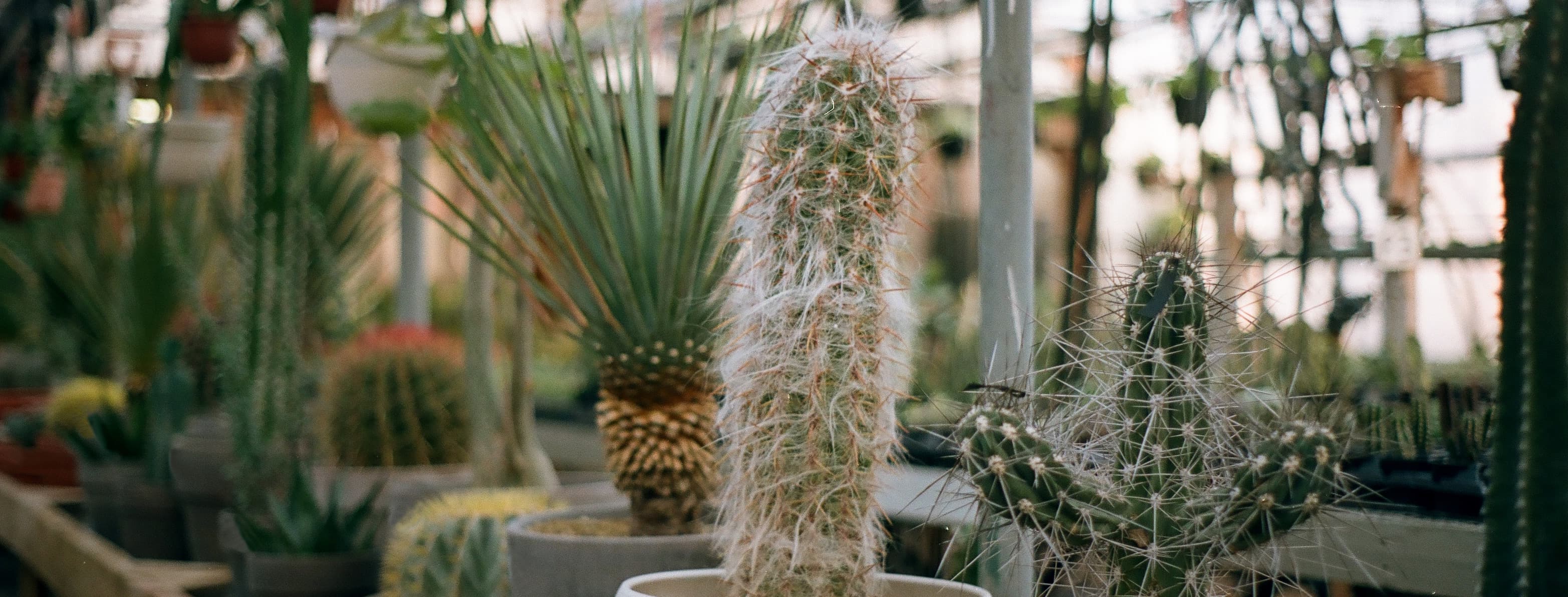 page Facebook Salon québécois des cactus et succulentes