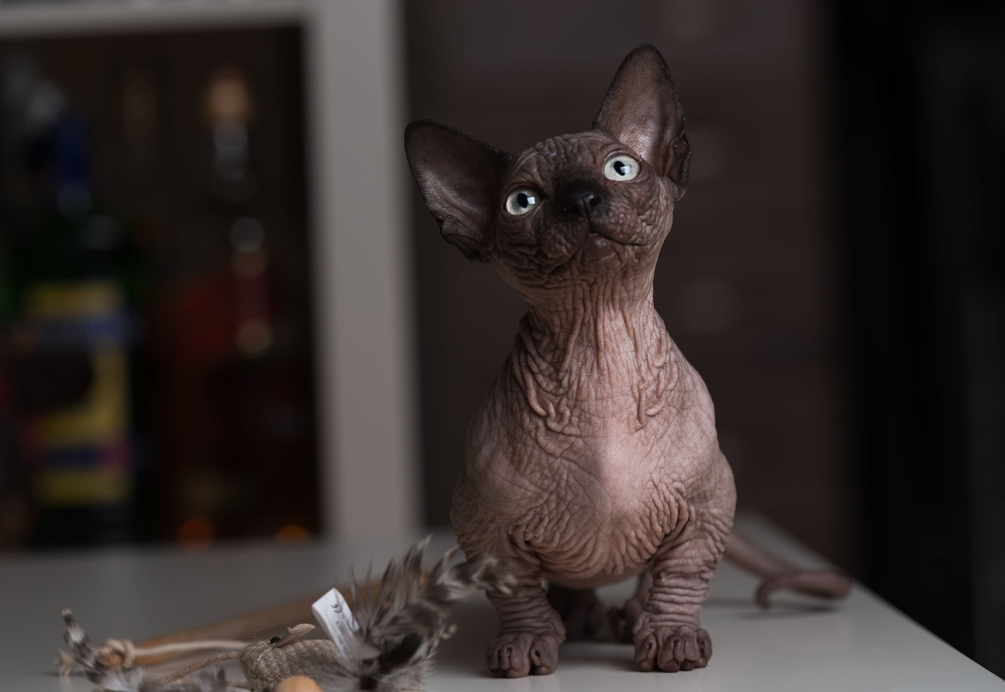 Courtoisie Shutterstock